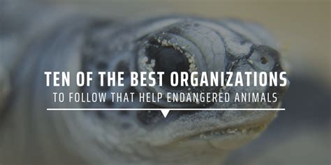 endangered animal charities|Top 17 charities and organisations that help endangered animals .
